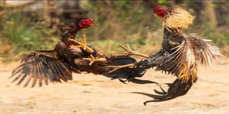 Chọn đặt cược đủ trận