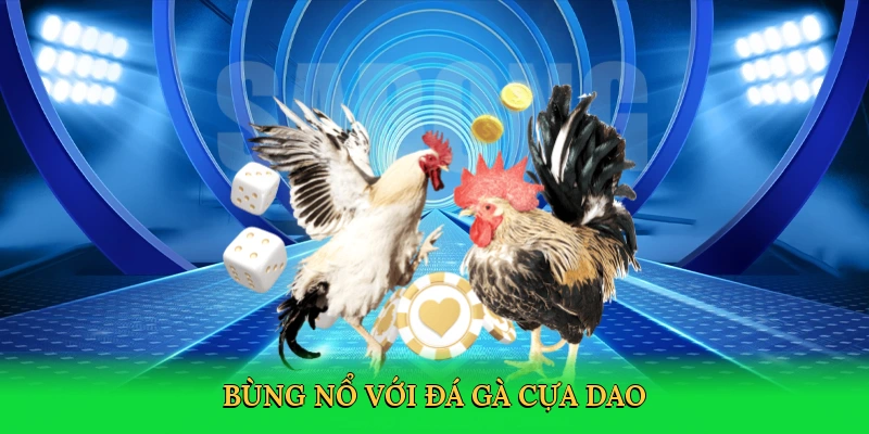 Bùng nổ với đá gà cựa dao