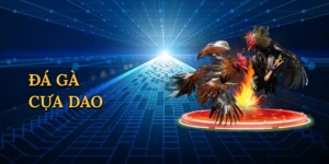 Đá gà cựa dao
