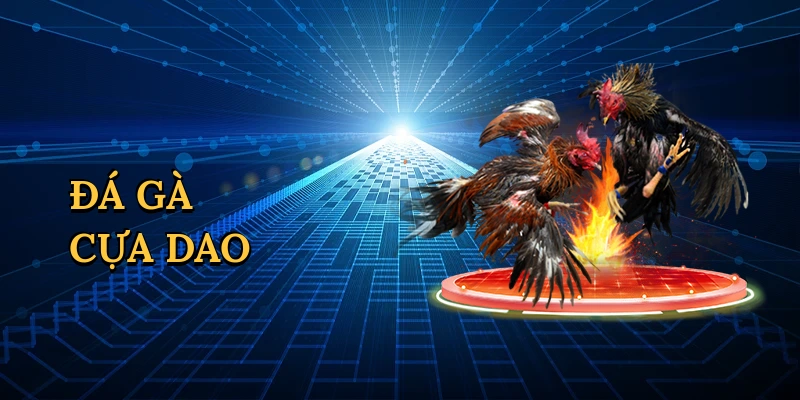 Đá gà cựa dao