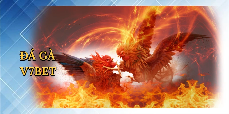 Đá gà V7BET