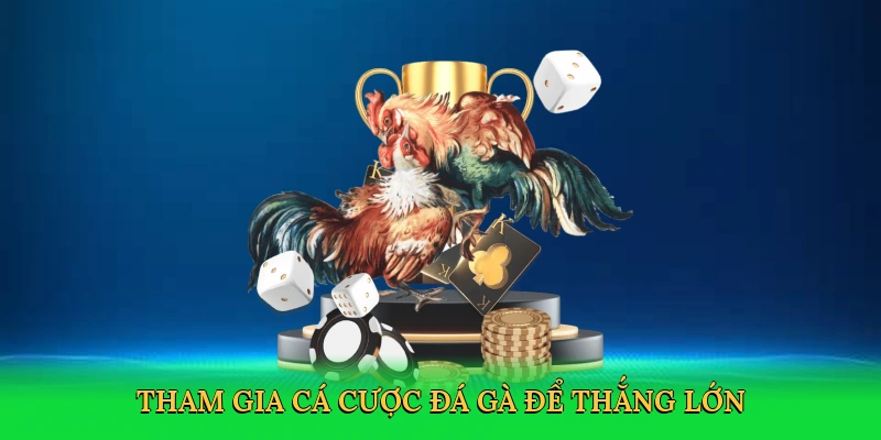 Tham gia cá cược đá gà để thắng lớn