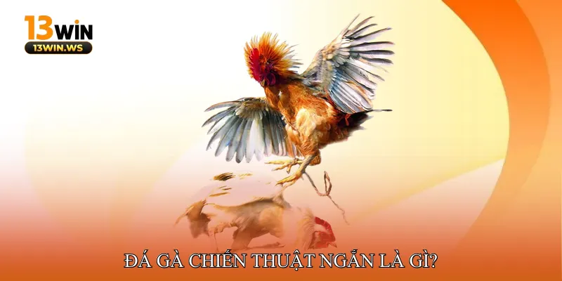 Đá Gà Chiến Thuật Ngắn Là Gì?