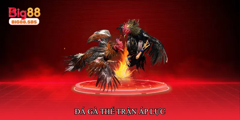 Đá gà thế trận áp lực