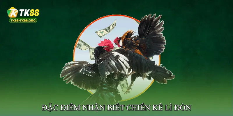 Đặc điểm nhận biết chiến kê lì đòn