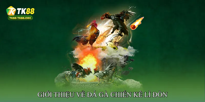 Giới thiệu về đá gà chiến kê lì đòn