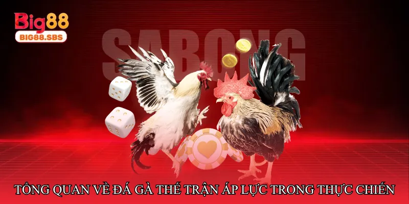 Tổng quan về đá gà thế trận áp lực trong thực chiến