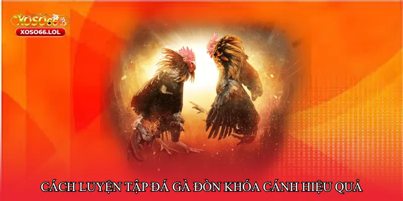 Cách luyện tập Đá gà đòn khóa cánh hiệu quả