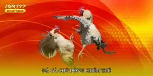 Đá gà chủ động chiếm thế