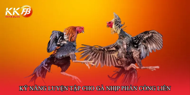 Kỹ năng luyện tập cho gà nhịp phản công liên